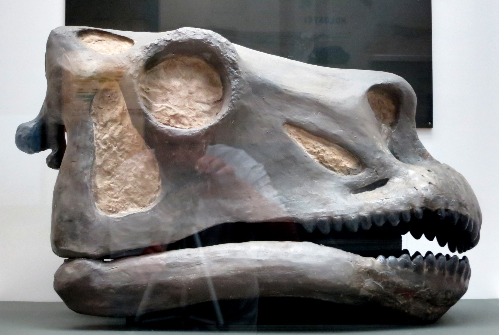 Hand sculpted Brontosaurus skull on the Yale Peabody Museum mount