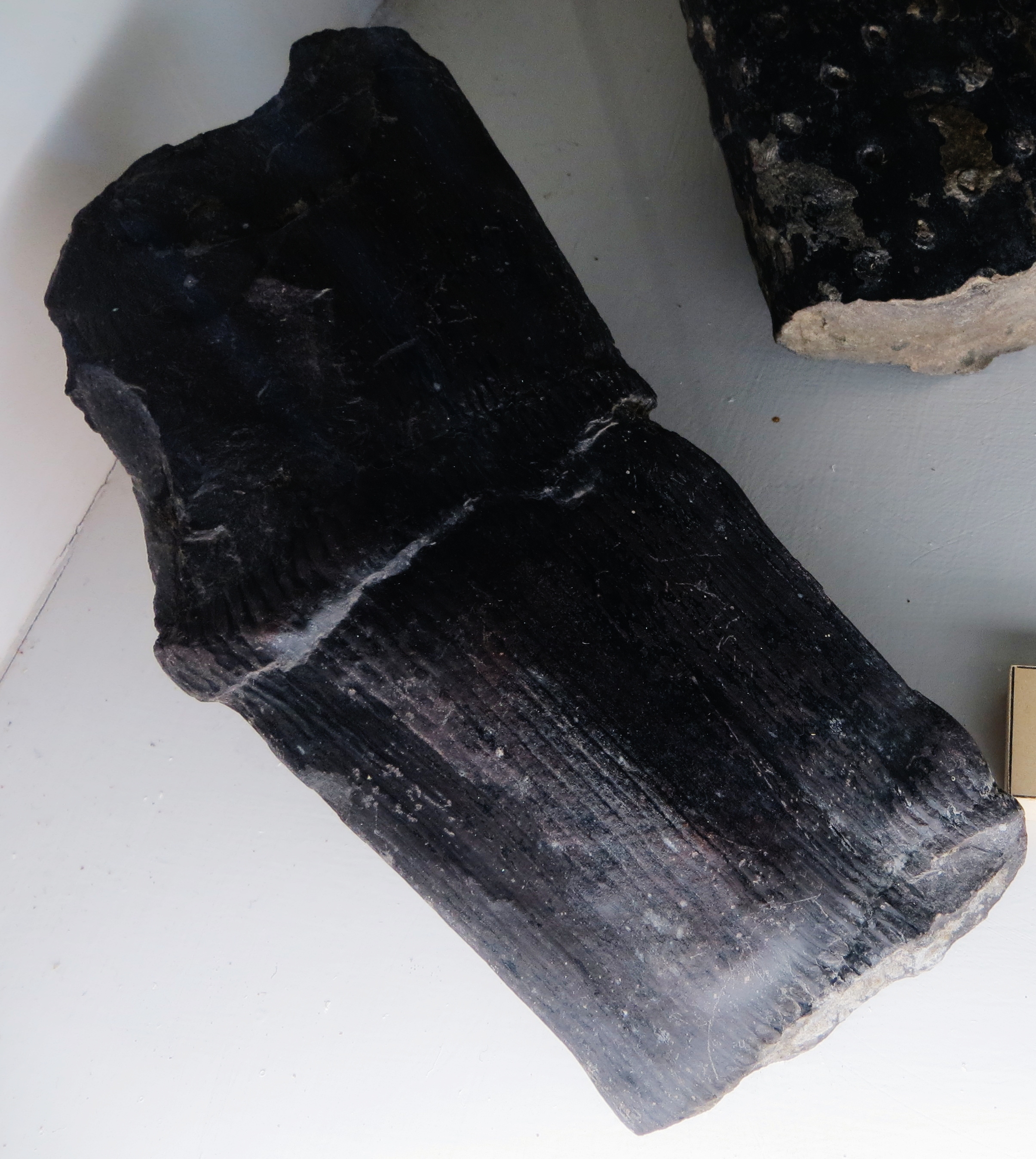 Calamites fossil showing segmented ribbed stem with distinct node markings