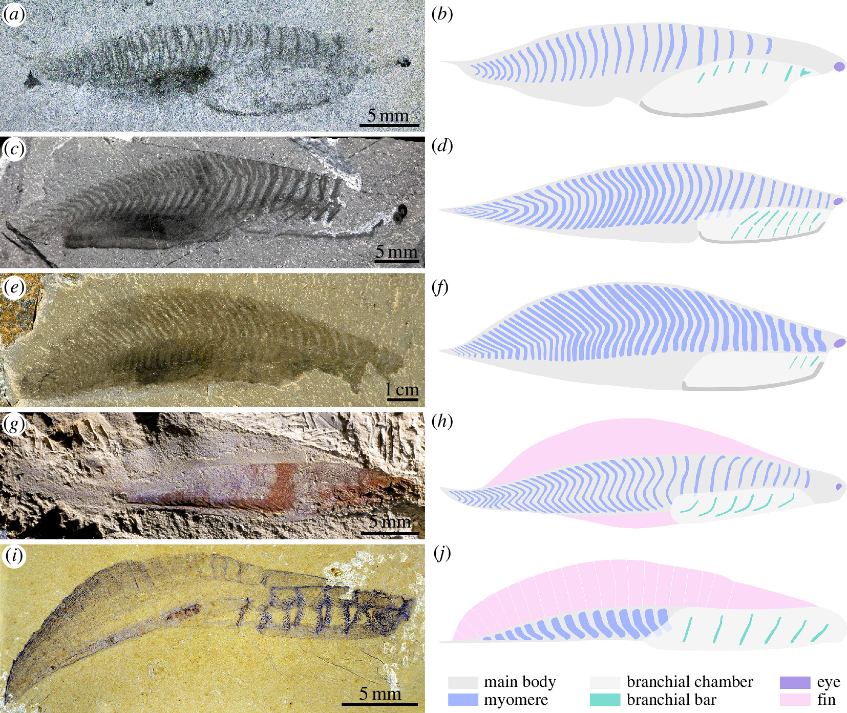 Chart showing the diversity of Cambrian chordate body plans and their phylogenetic relationships