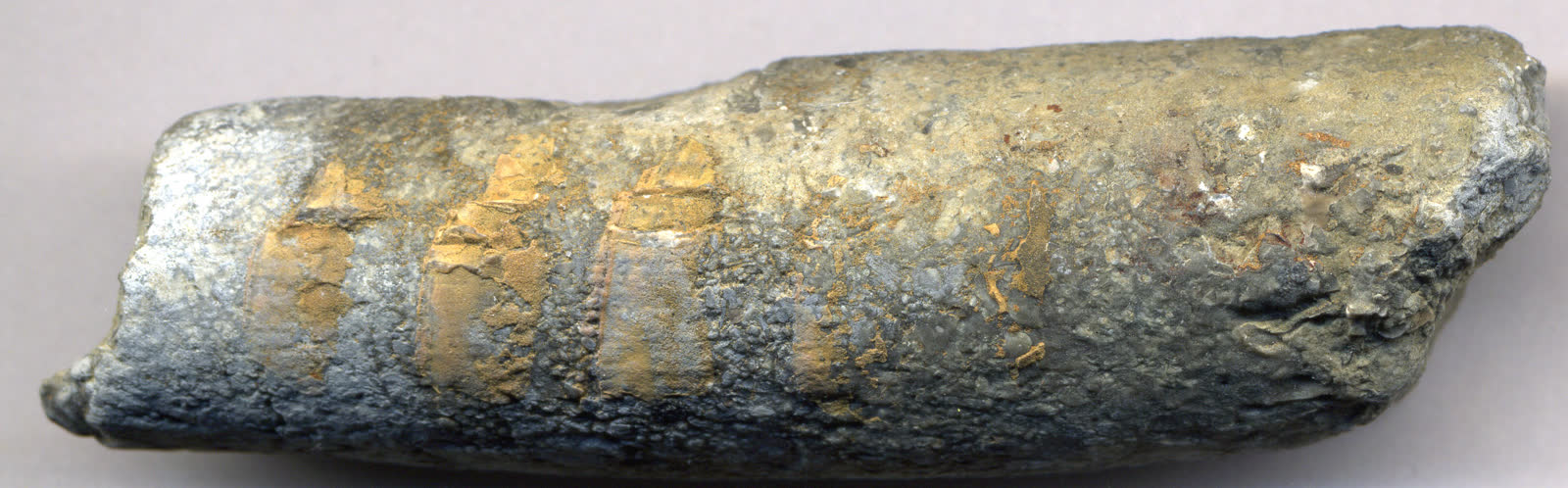 Internal mold of Cameroceras inaequabile from Upper Ordovician limestone of northern Kentucky