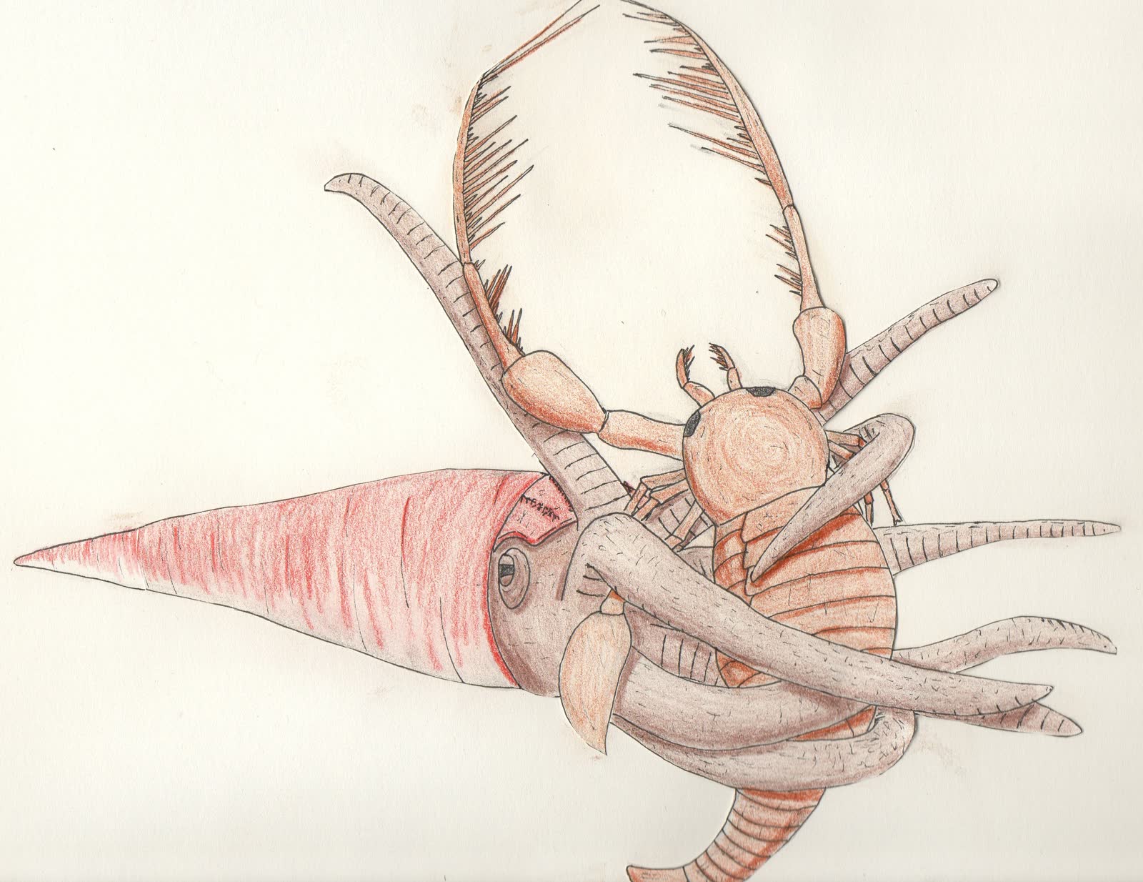 Life restoration of Cameroceras confronting a Megalograptus sea scorpion in shallow Ordovician water