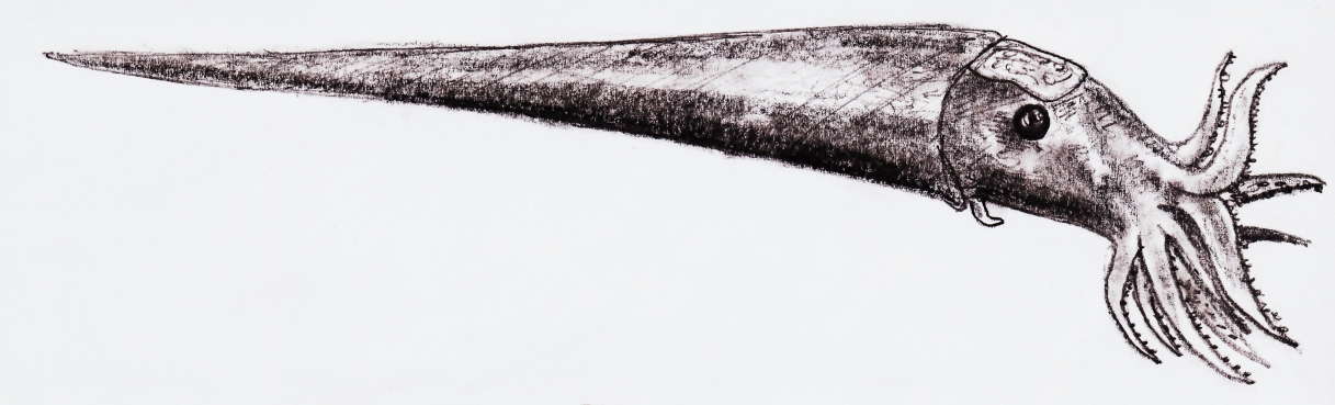 Cameroceras reconstruction, a giant orthocone cephalopod