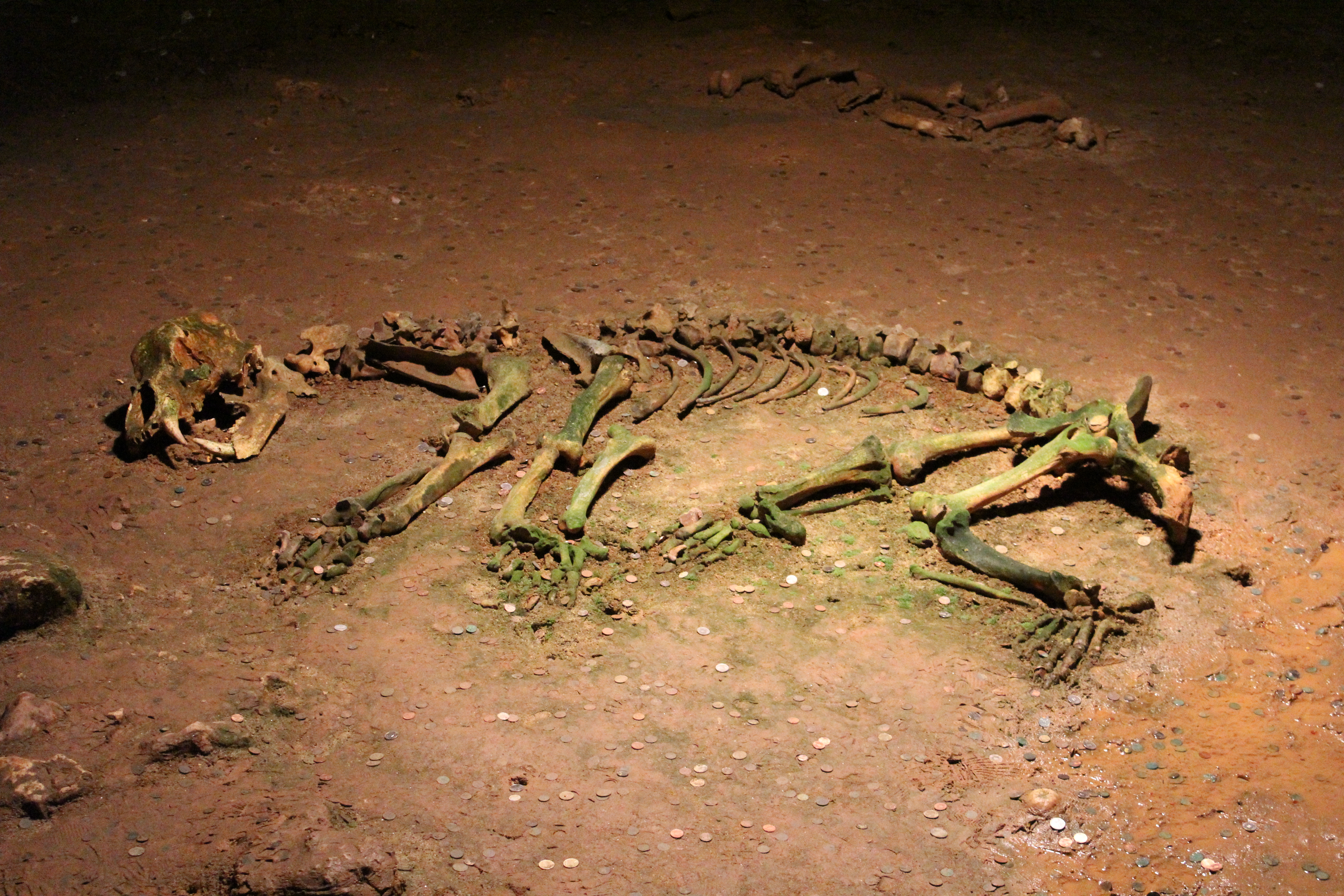 Cave bear skeleton on a cave floor, coins thrown by visitors scattered around the bones