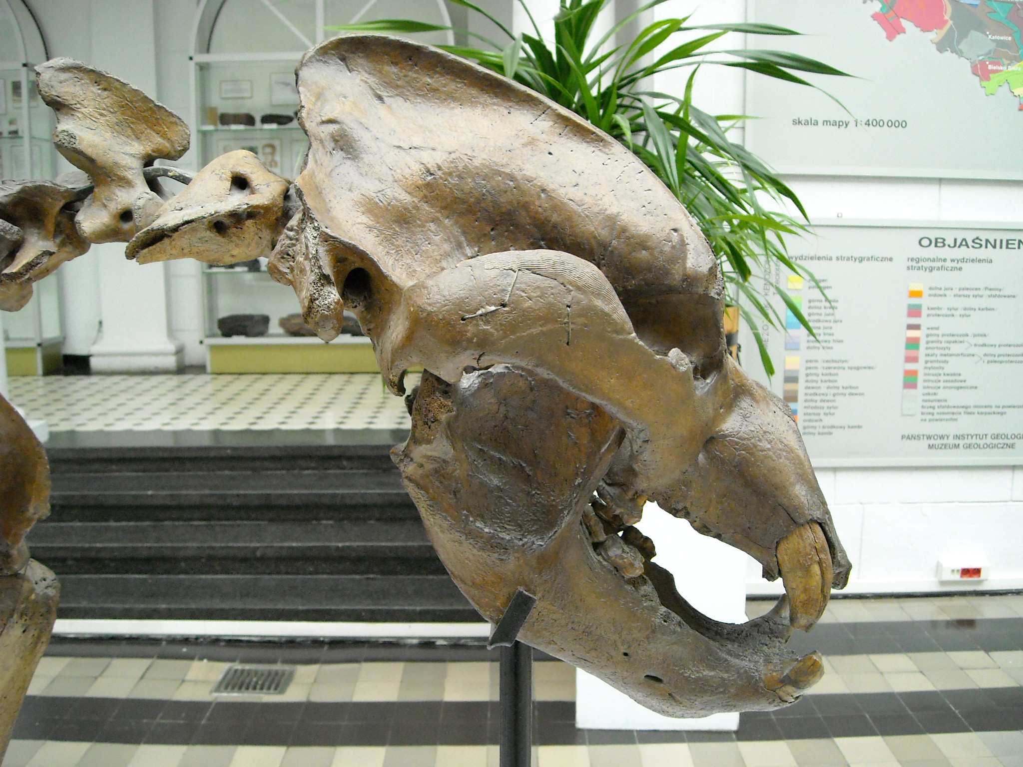 Cave bear skull in side view showing the steep domed forehead and enormous grinding molars