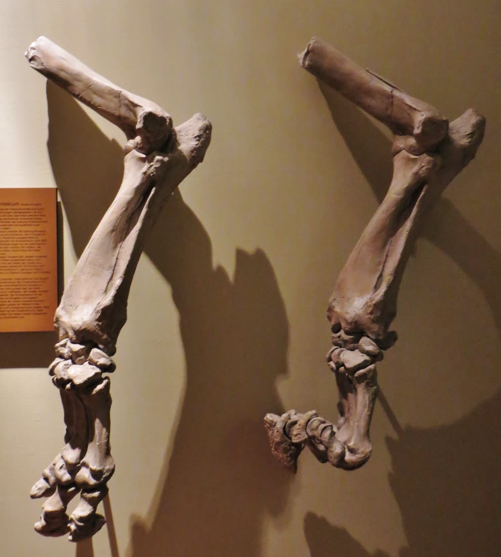 Fossil forelimb bones of the chalicothere Ancylotherium on display at the Natural History Museum Basel