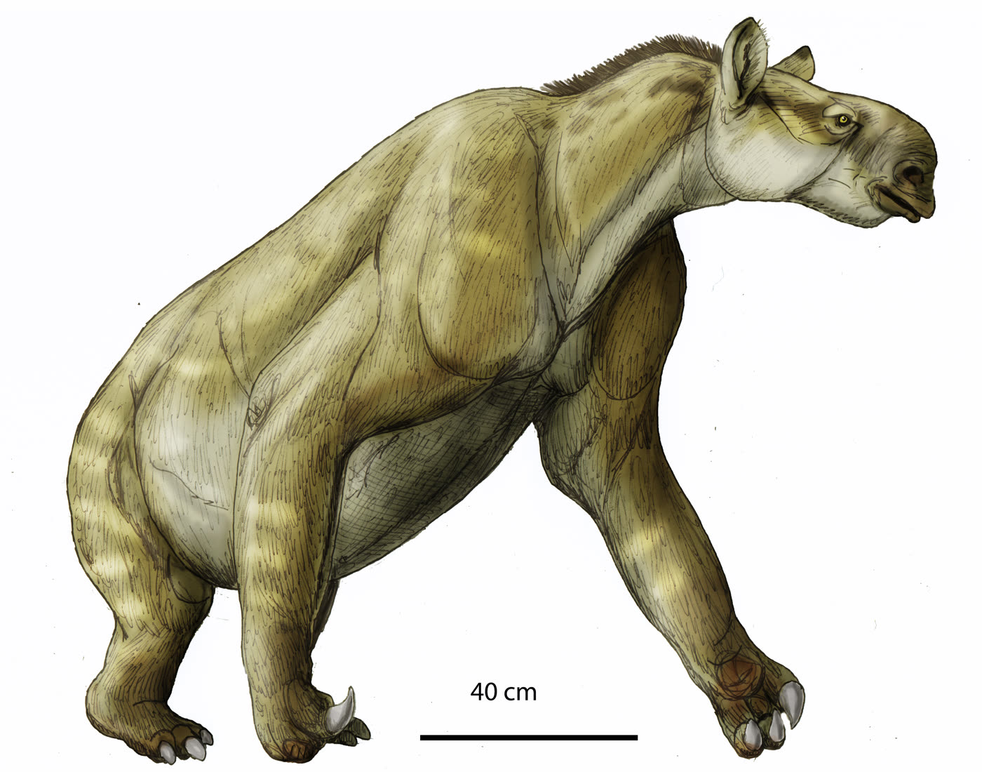 Life restoration of Chalicotherium brevirostris, a chalicothere from the Miocene of Inner Mongolia