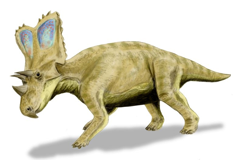 Black and white life restoration of Chasmosaurus, a chasmosaurine ceratopsian with a large rectangular frill