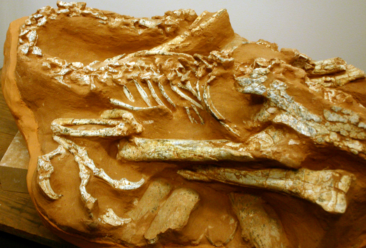 Citipati oviraptorid adult fossil crouched symmetrically over its nest with forelimbs covering the eggs