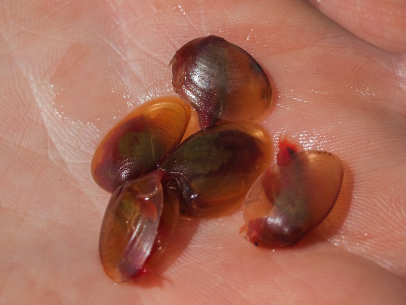 Clam shrimp specimens, modern relatives of abundant Triassic freshwater crustaceans