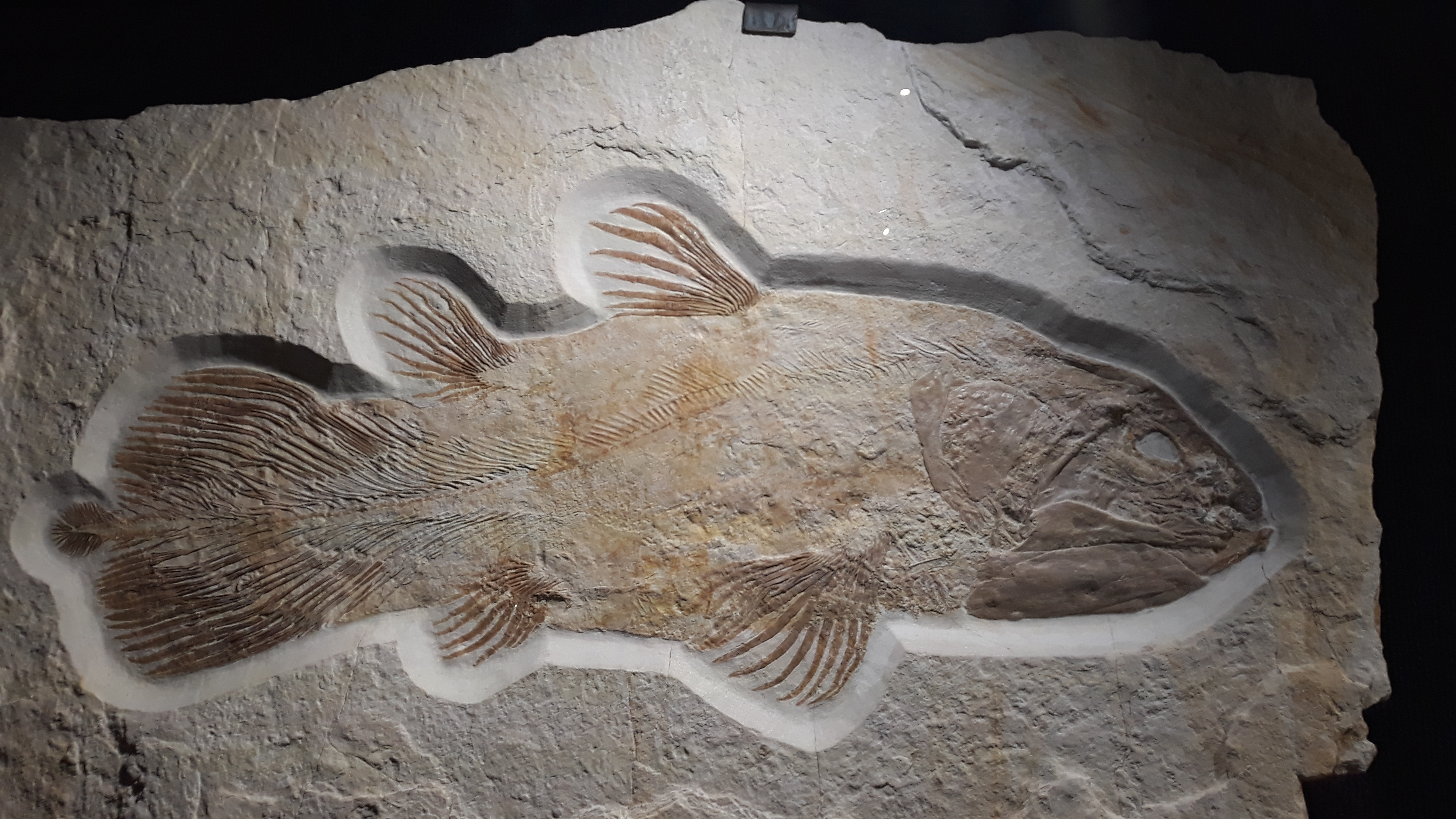 Coelacanth fossil specimen