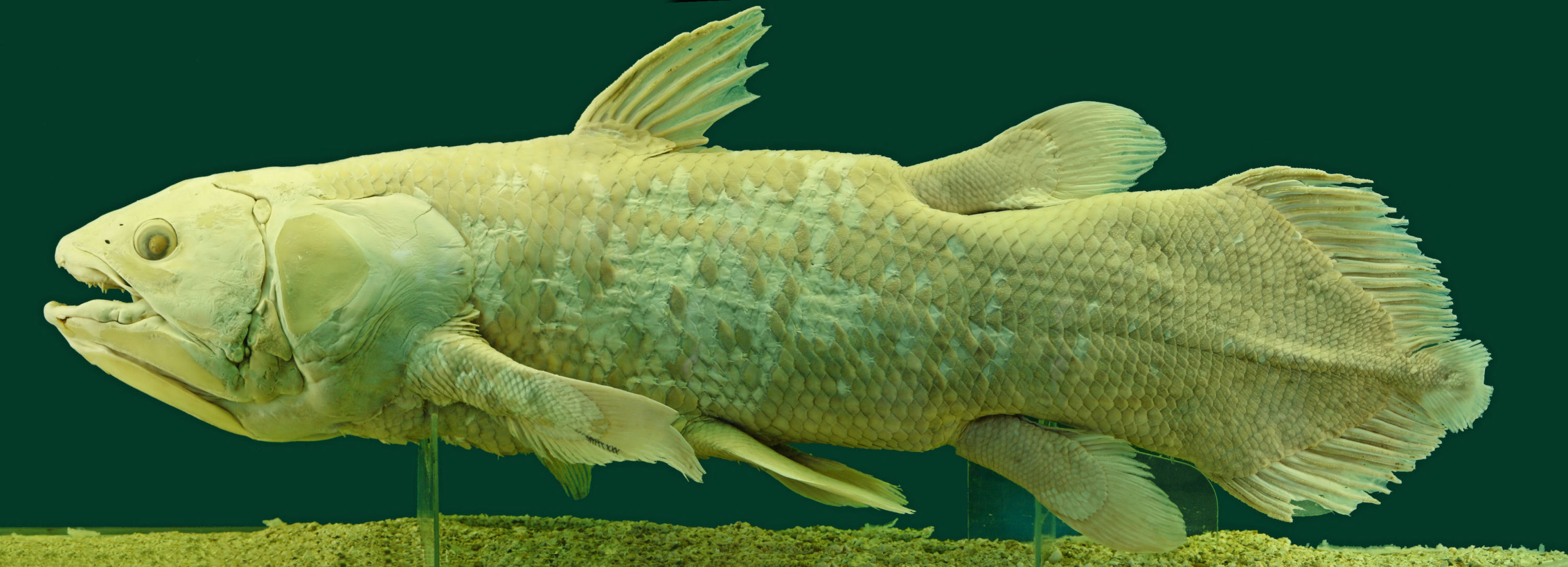 Coelacanth specimen at the Natural History Museum in Vienna, a living fossil with ancient body plan but active genome
