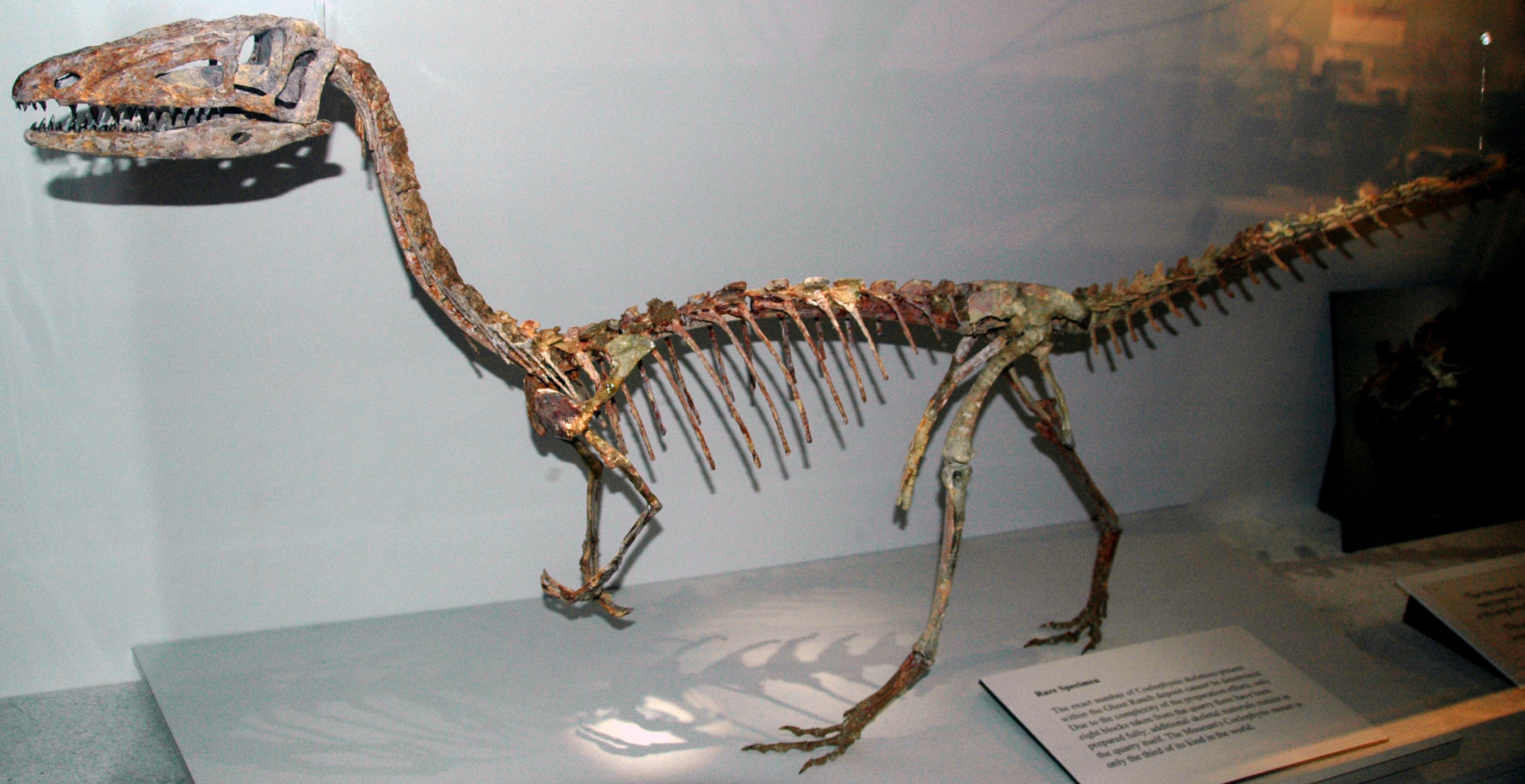 Mounted Coelophysis bauri skeleton, a smaller contemporary predator that shared ecosystems with Dilophosaurus