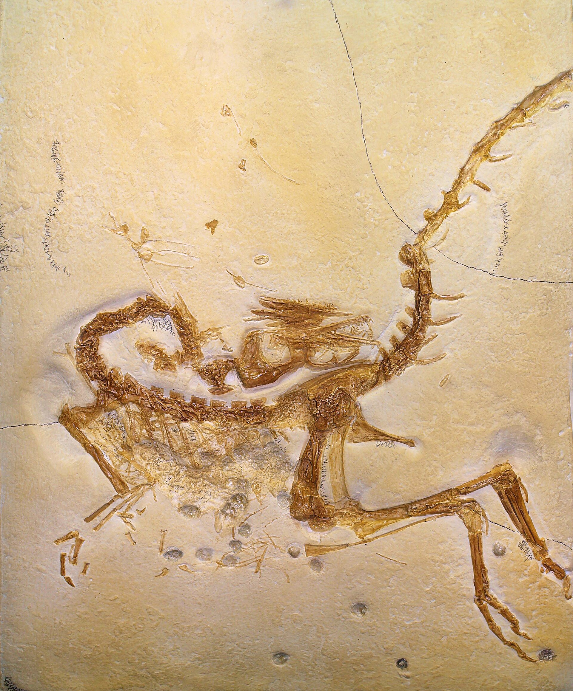 Fossil skeleton of Compsognathus longipes, a small bipedal predator from Solnhofen