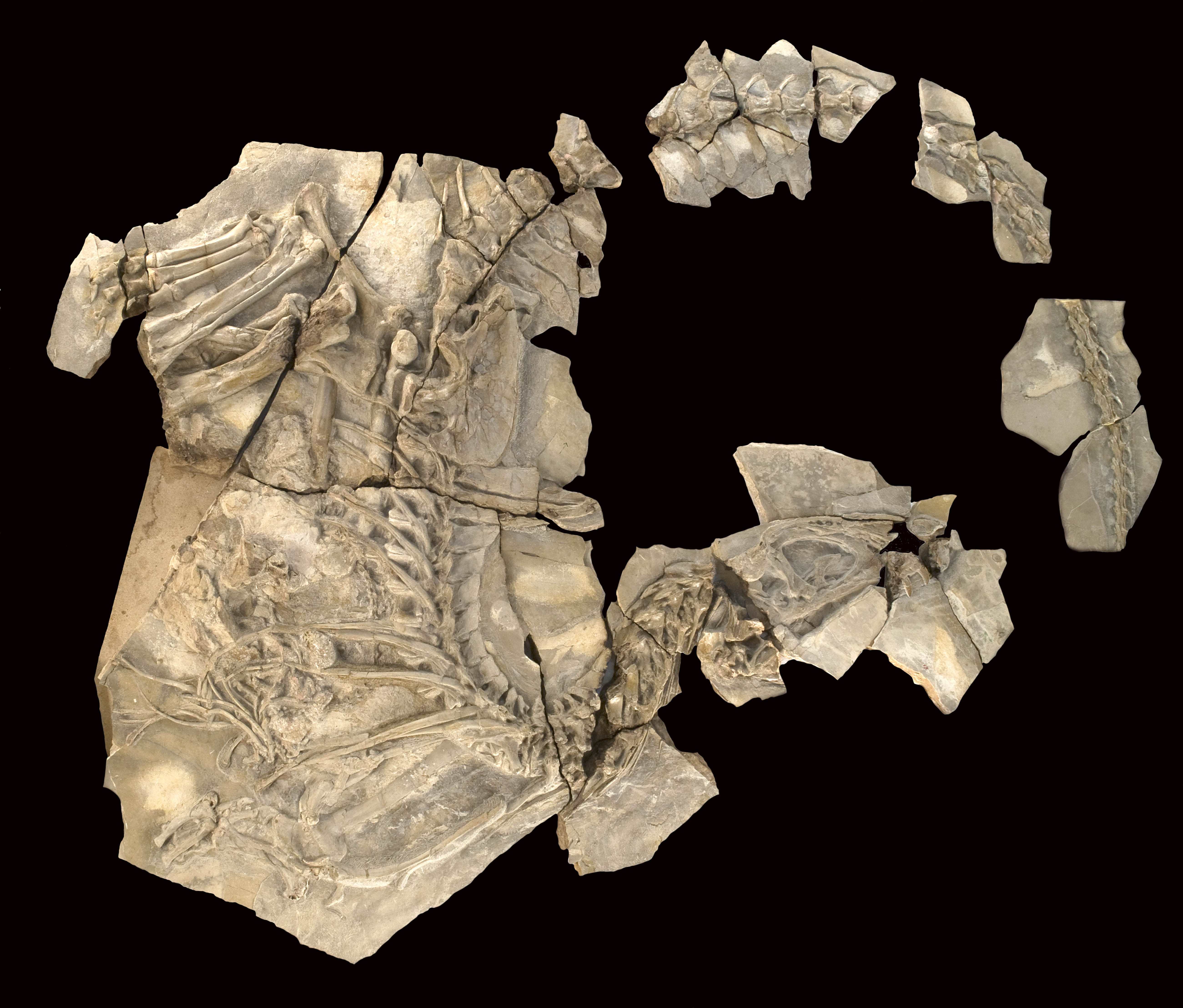 Holotype fossil of Concavenator corcovatus lying in the limestone slabs of Las Hoyas, Spain