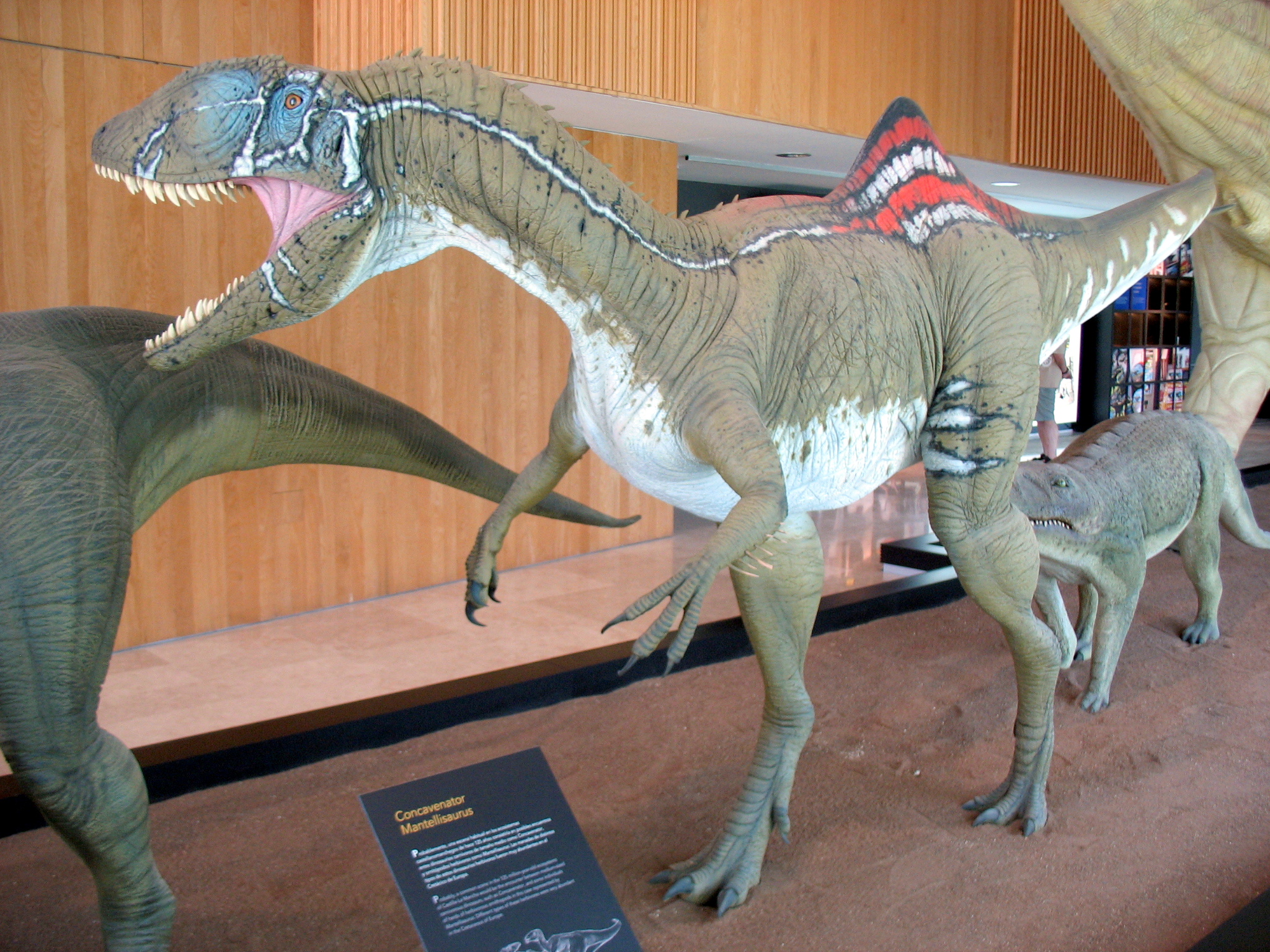 Life sized model of Concavenator with a red and white hump rising above its hips