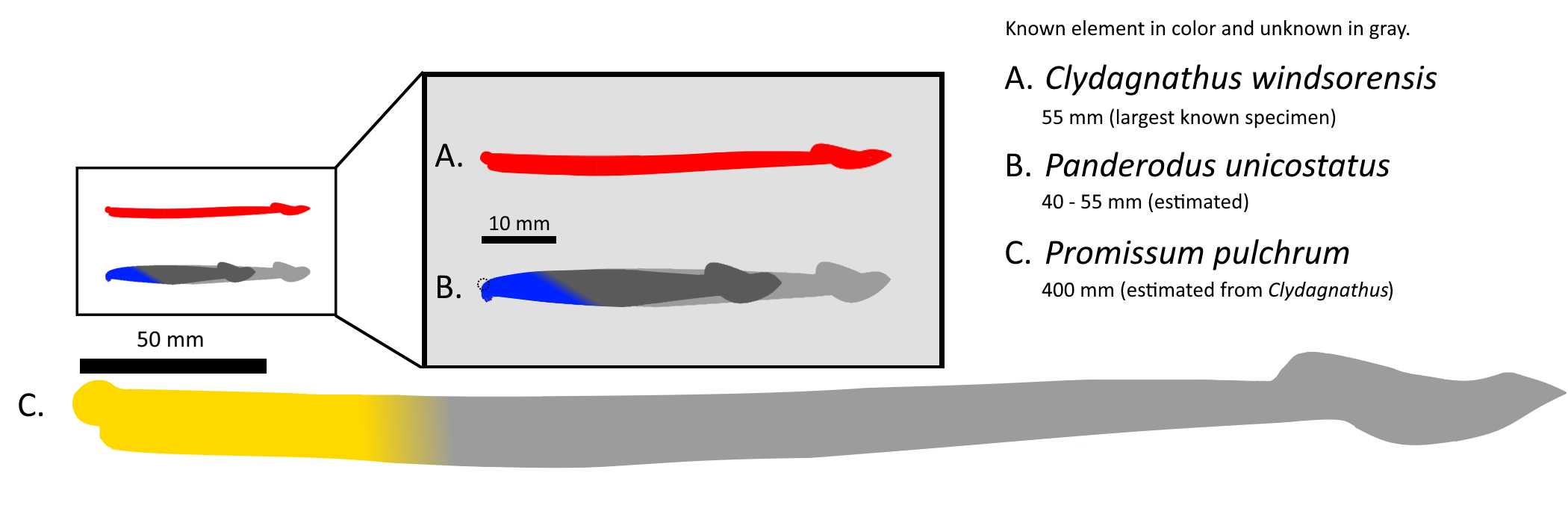 Size comparison chart showing different conodont species and their element dimensions