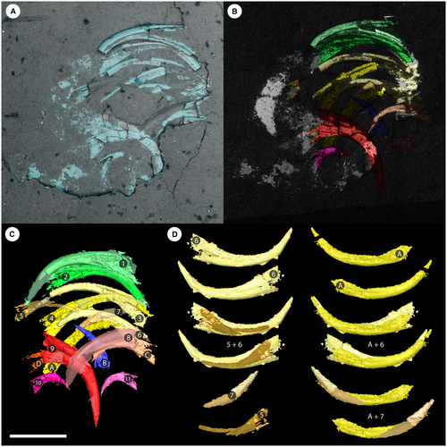 Microscope image of Panderodus tooth structures from the Waukesha Lagerstätte in Wisconsin