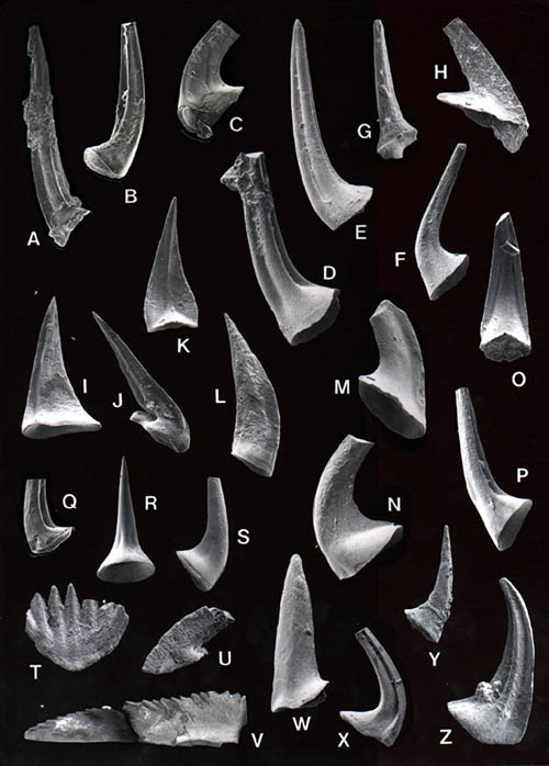 Conodont fossil elements