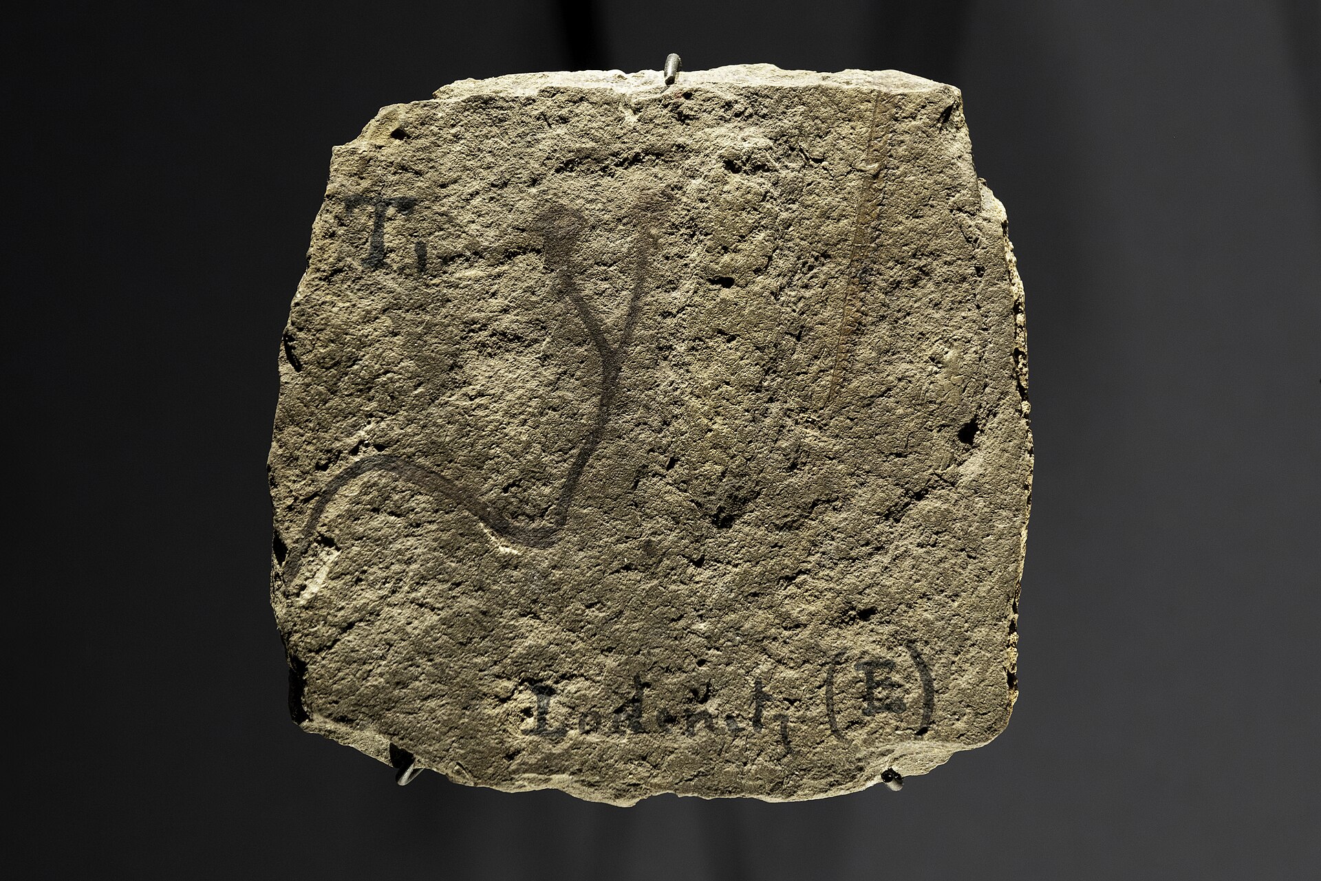 Cooksonia barrandei fossil, an early land plant that grew only centimetres tall
