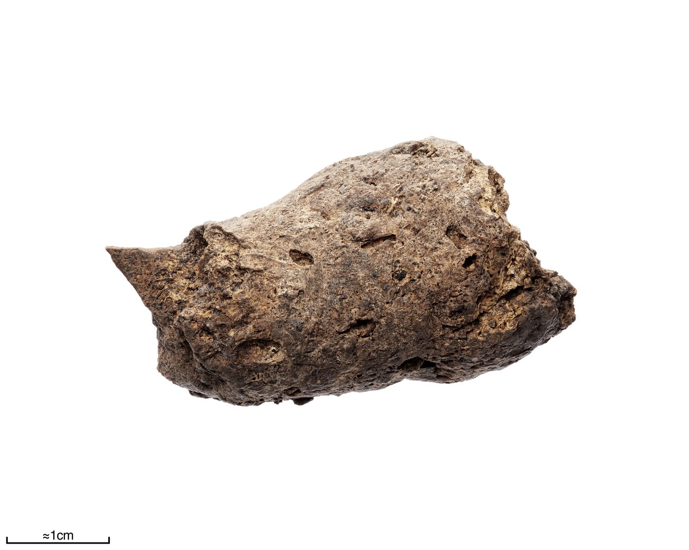 Coprolite specimen from the Swedish History Museum with a one centimetre scale bar