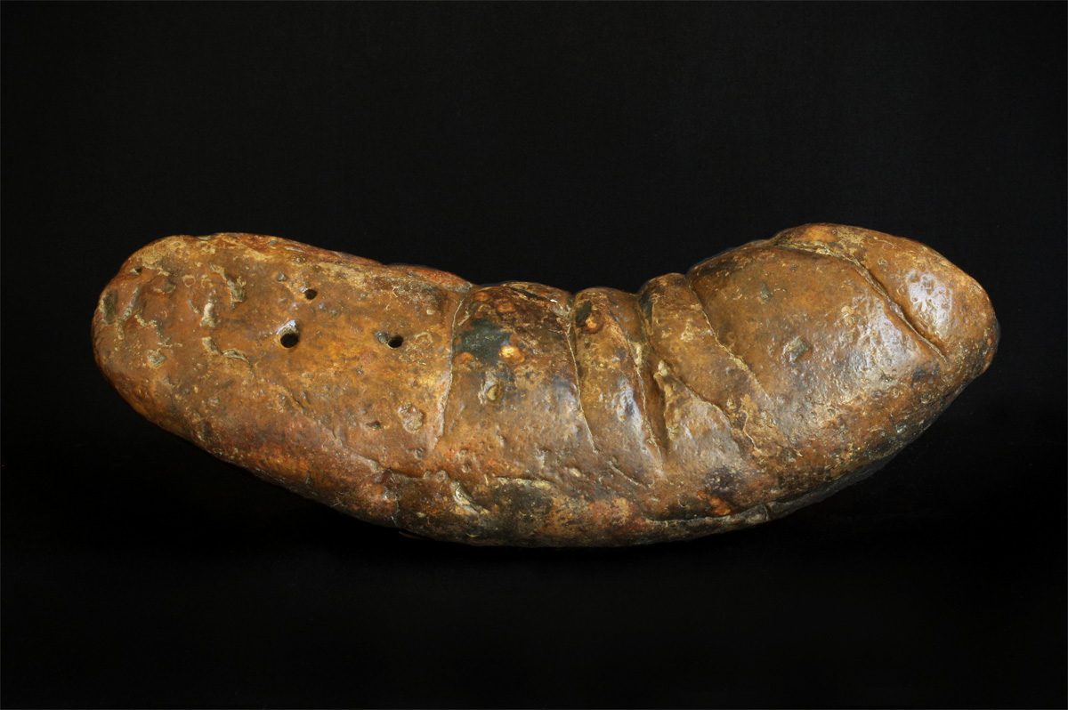 Large elongated coprolite from South Carolina against a black background
