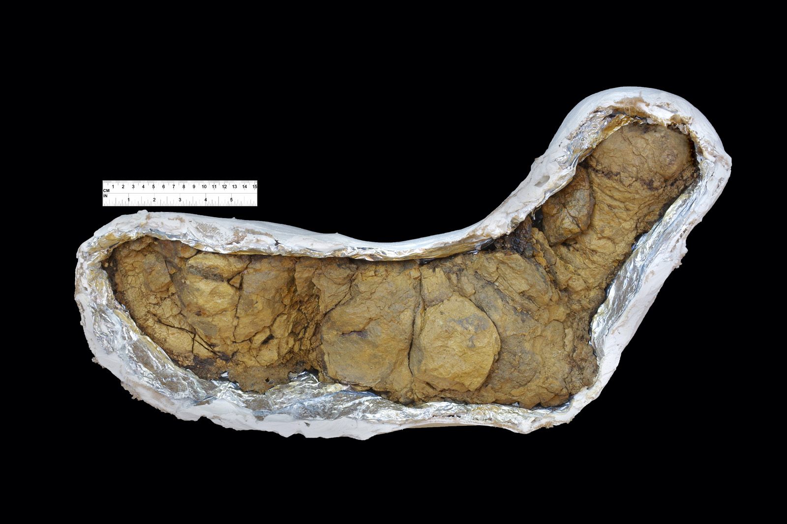 Large carnivorous dinosaur coprolite in a plaster jacket beside a fifteen centimetre scale bar
