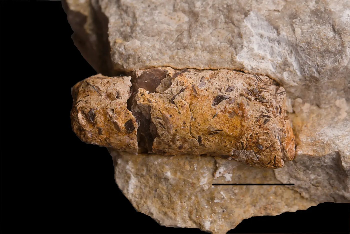 Triassic coprolite with visible fish scales and bones embedded in the stone