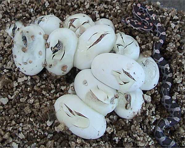 Clutch of corn snake eggs showing their soft, leathery shells