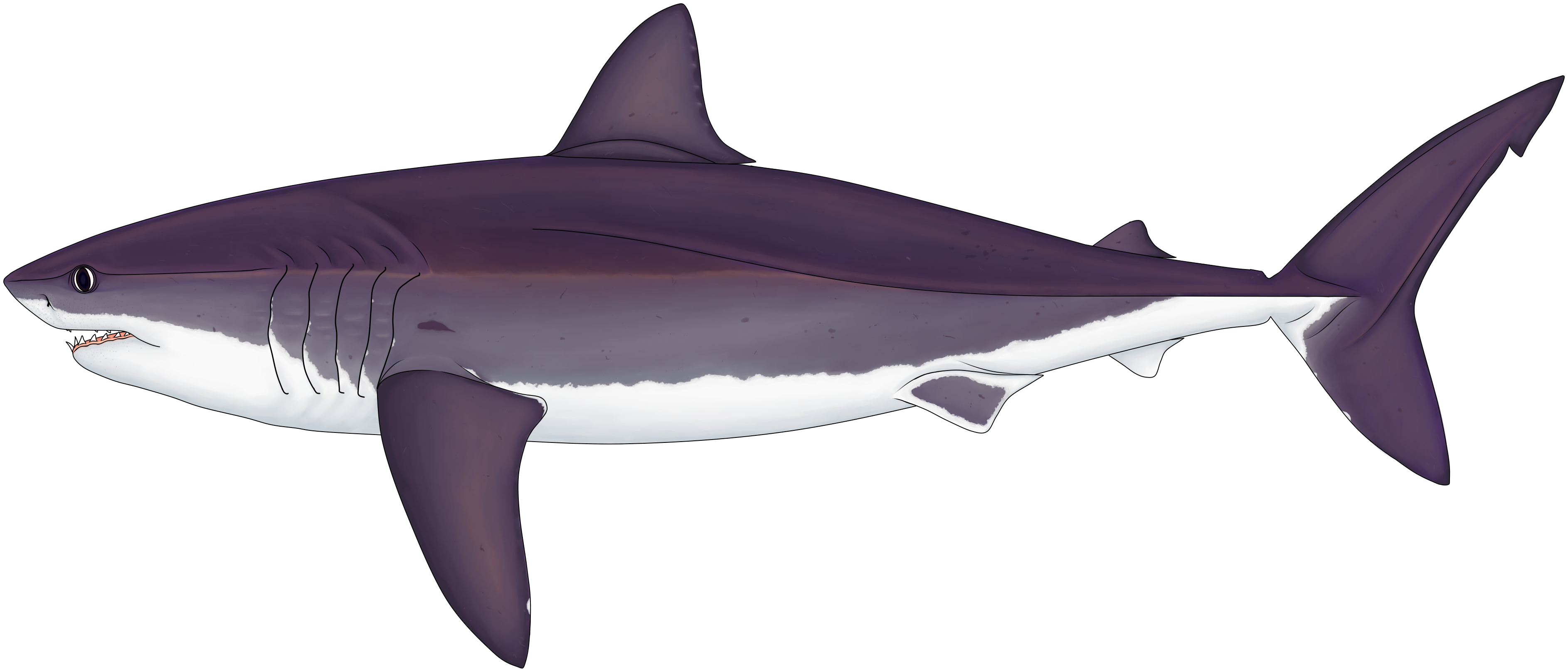 Illustration of Cretoxyrhina mantelli, a large Cretaceous shark that preceded Megalodon by millions of years