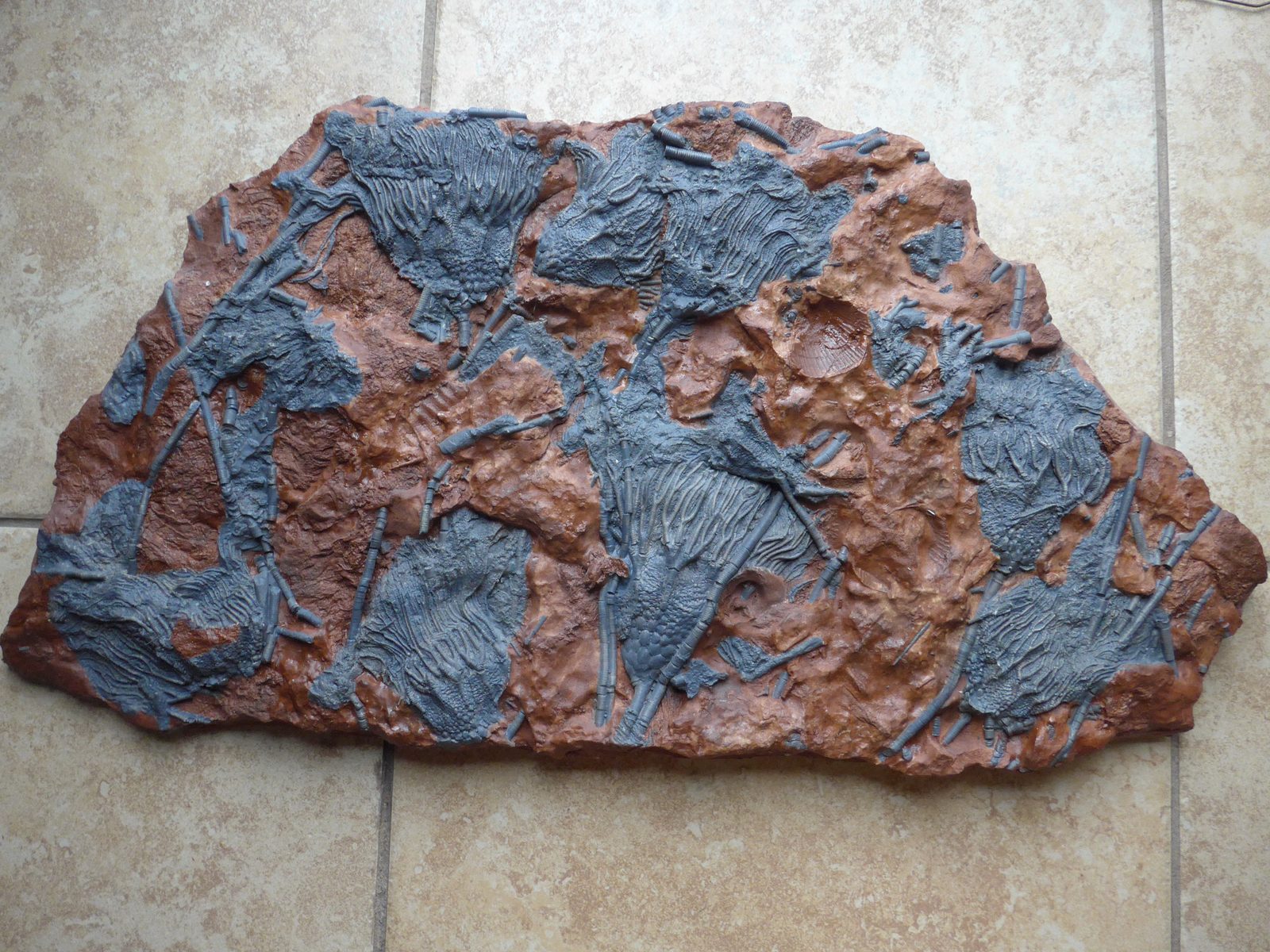 Fossil crinoid plate showing feathery arms and stem segments preserved in fine detail