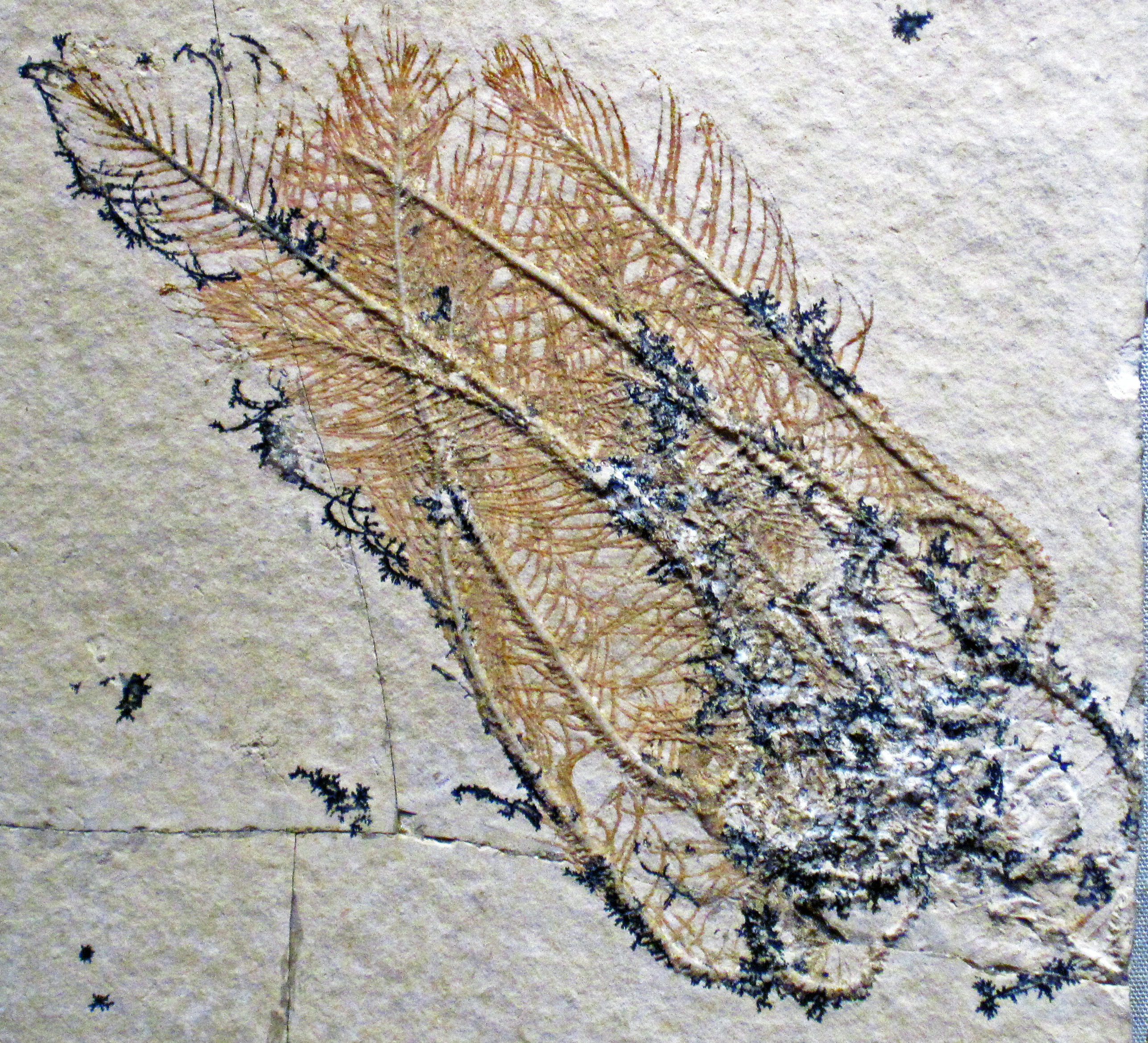 Fossil crinoid with visible stem segments and arm impressions preserved in limestone