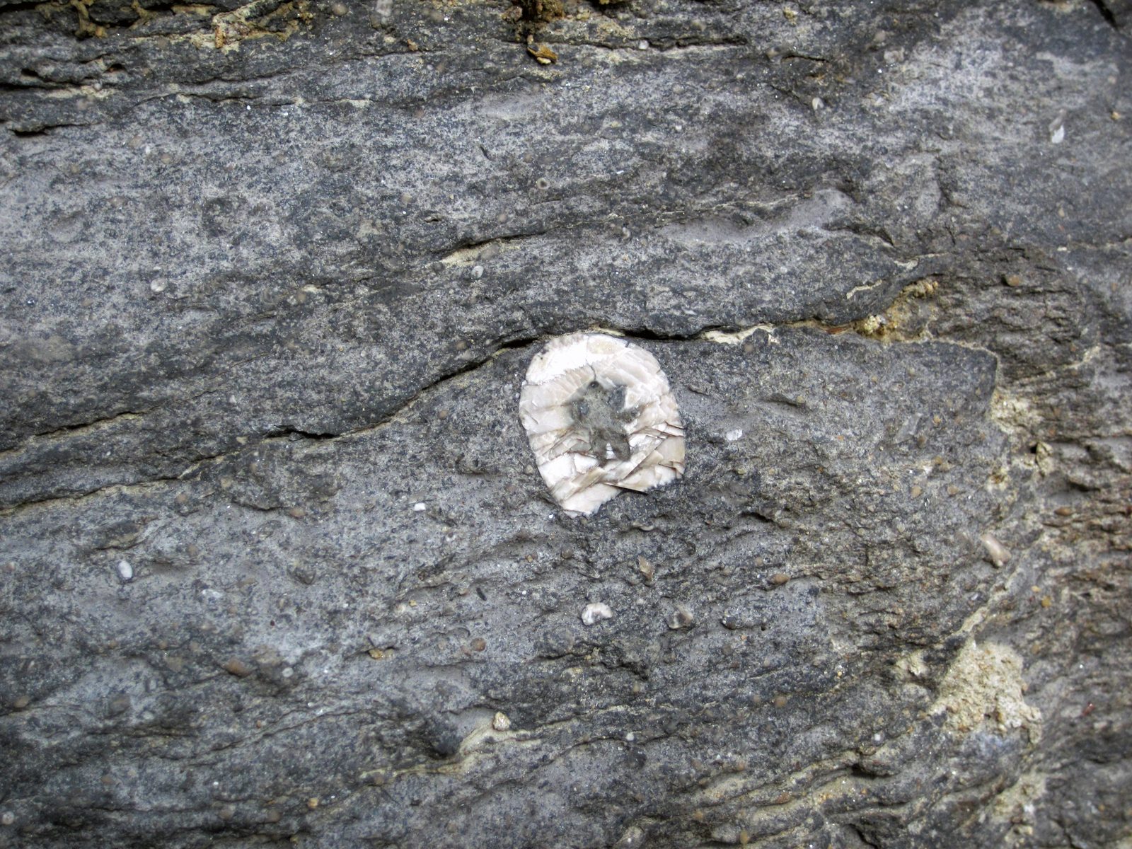 Crinoid stem segments embedded in fossiliferous limestone from a Pennsylvanian roadcut