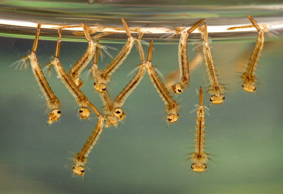 Culex mosquito larvae in water, a primary target for Triops predation
