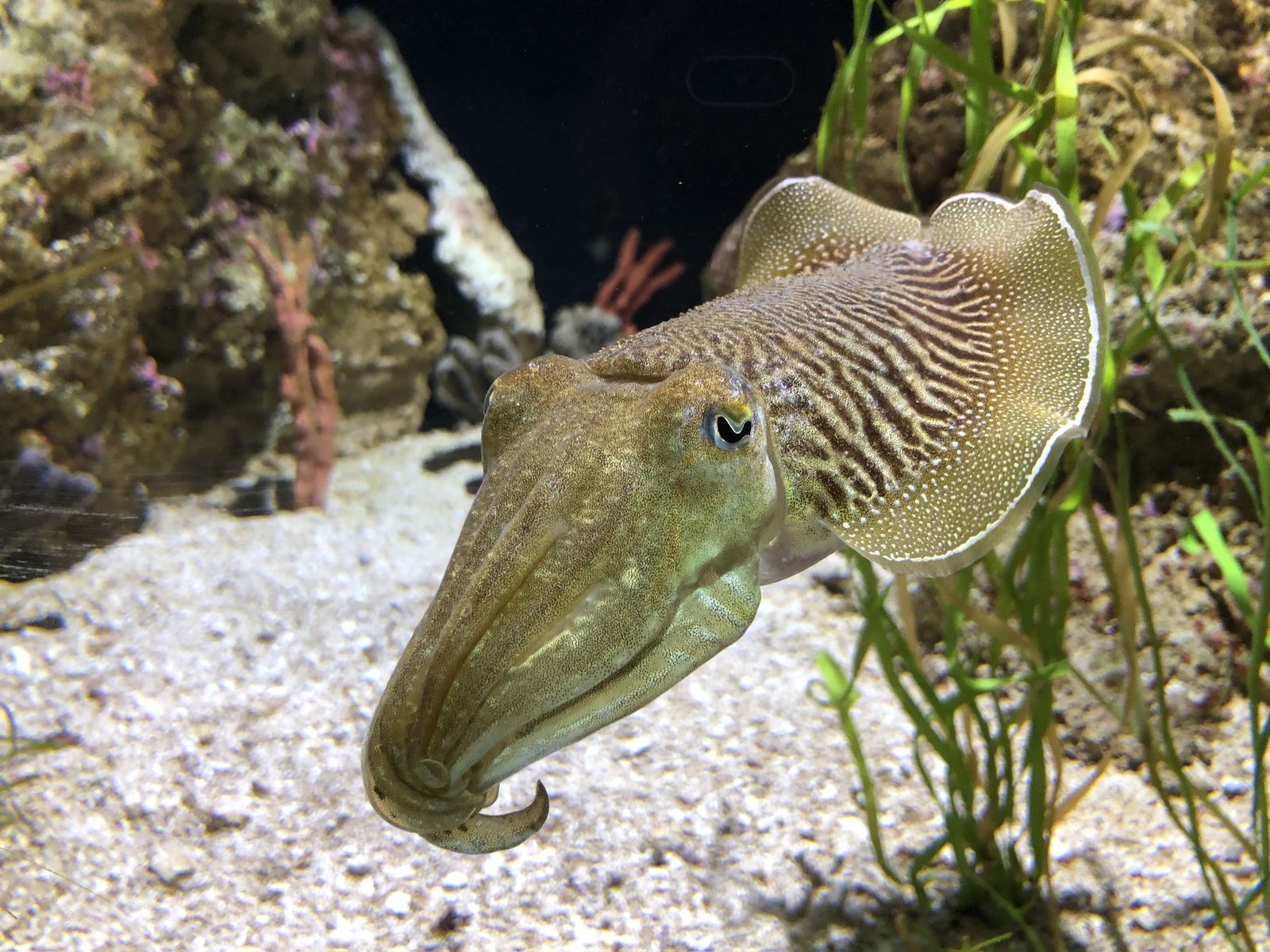 Common cuttlefish, its white cuttlebone a chambered shell inherited from belemnite ancestors
