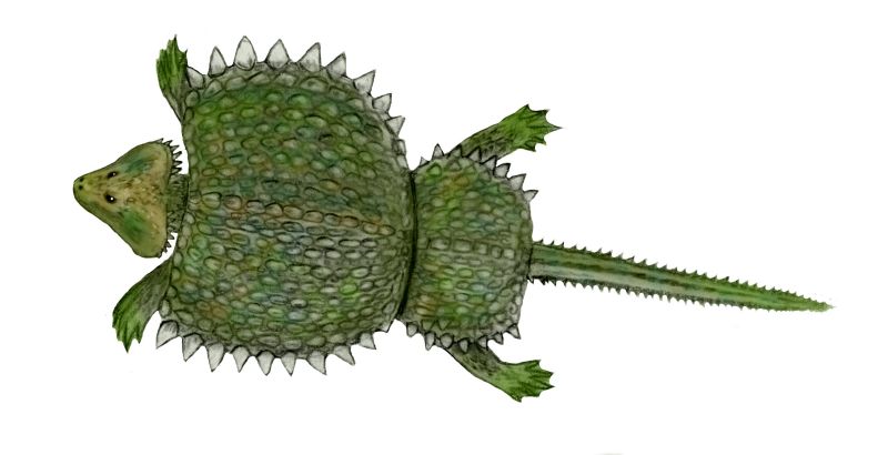 Black and white illustration of Cyamodus, a small armoured placodont from the Triassic