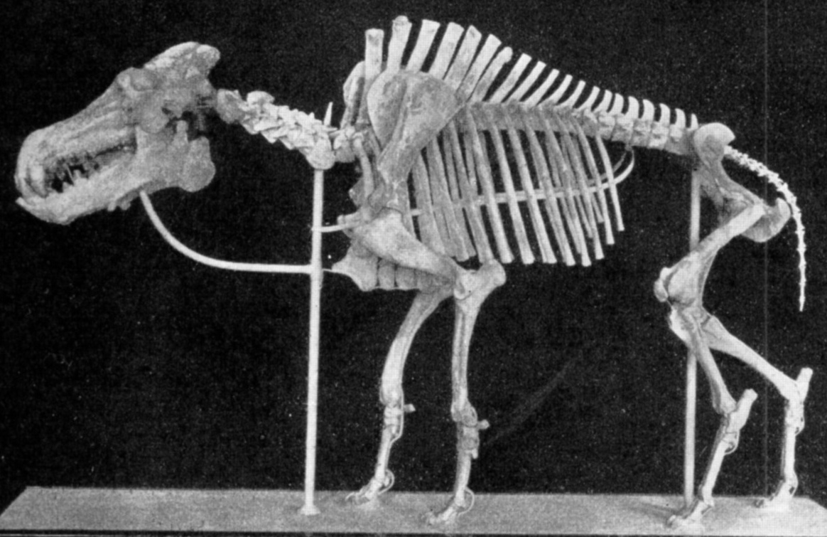 Mounted skeleton of Daeodon, the largest entelodont, showing its deep skull and heavy limbs