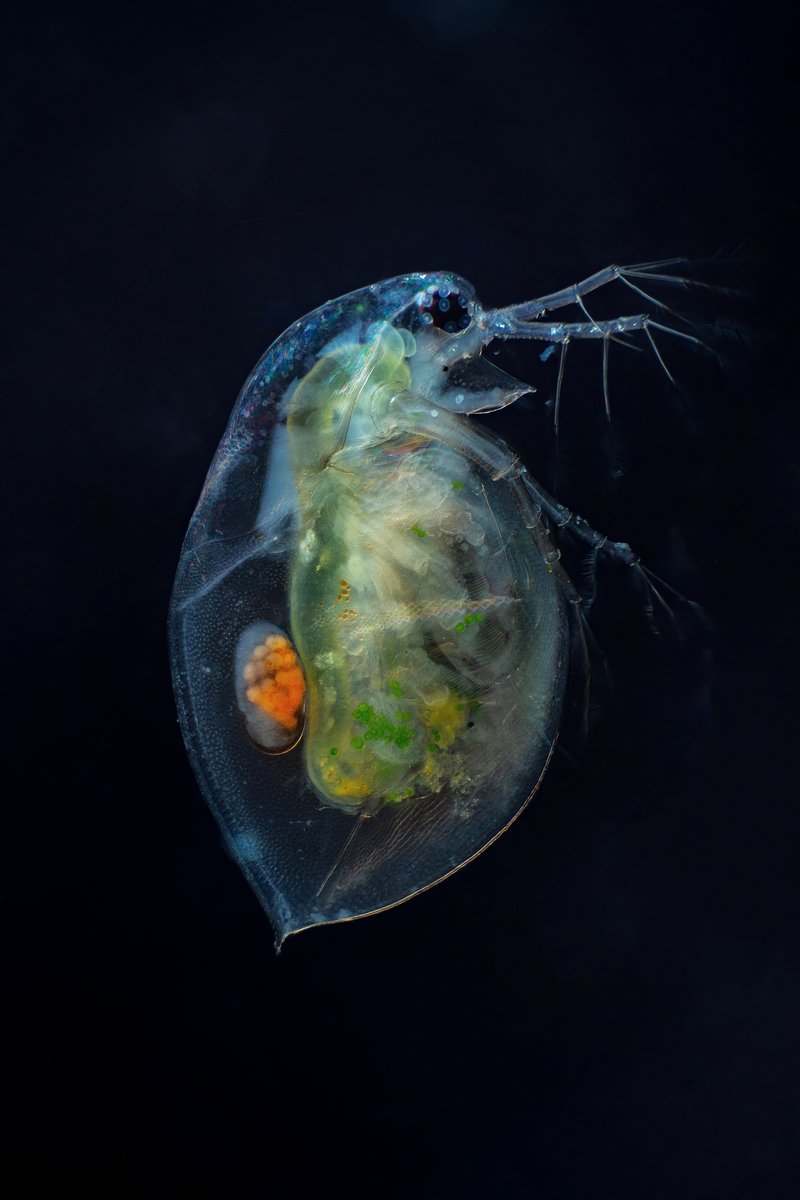 Microscope photograph of Daphnia water flea showing internal organs and brood pouch