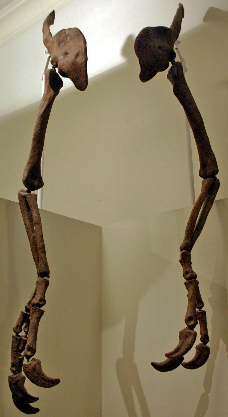 Cast of the gigantic Deinocheirus mirificus forelimbs and claws on display at the American Museum of Natural History