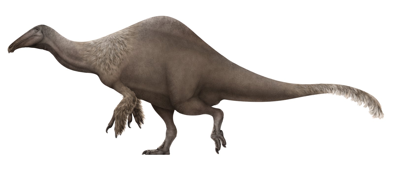 Life restoration of Deinocheirus mirificus, a hump-backed giant with a duck-like bill