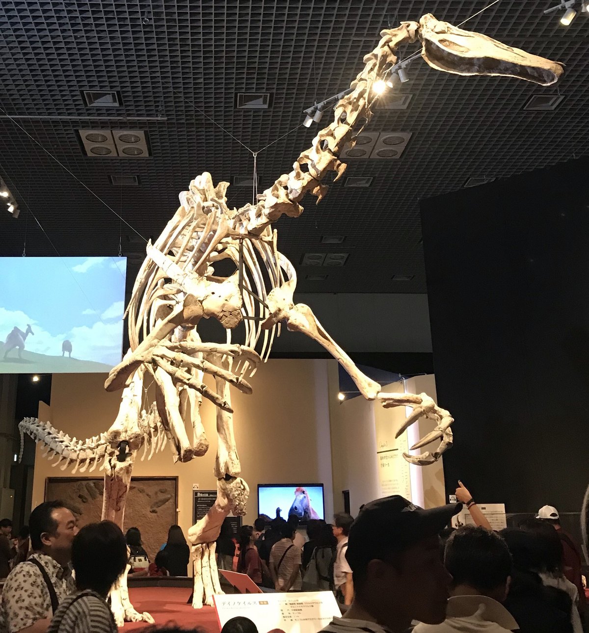Mounted Deinocheirus mirificus skeleton showing the deep body and tall spined back