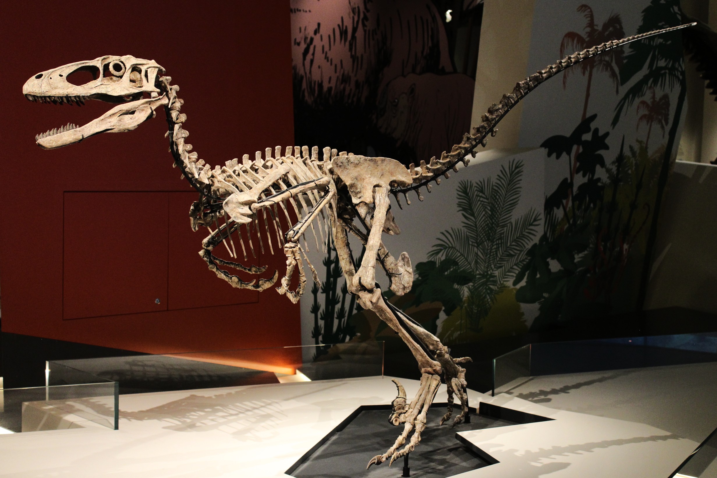 Mounted Deinonychus skeleton showing the stiffened tail and the enlarged claw on the second toe