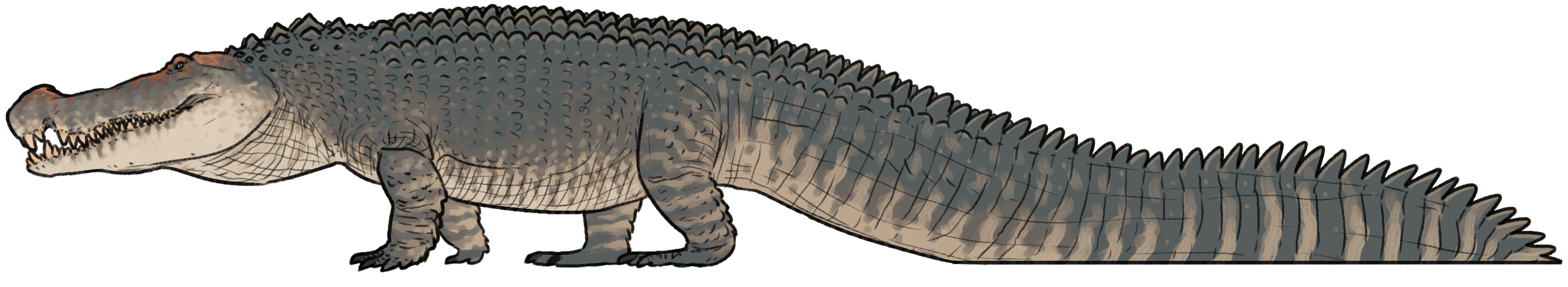 Deinosuchus size comparison diagram showing skeleton alongside human scale