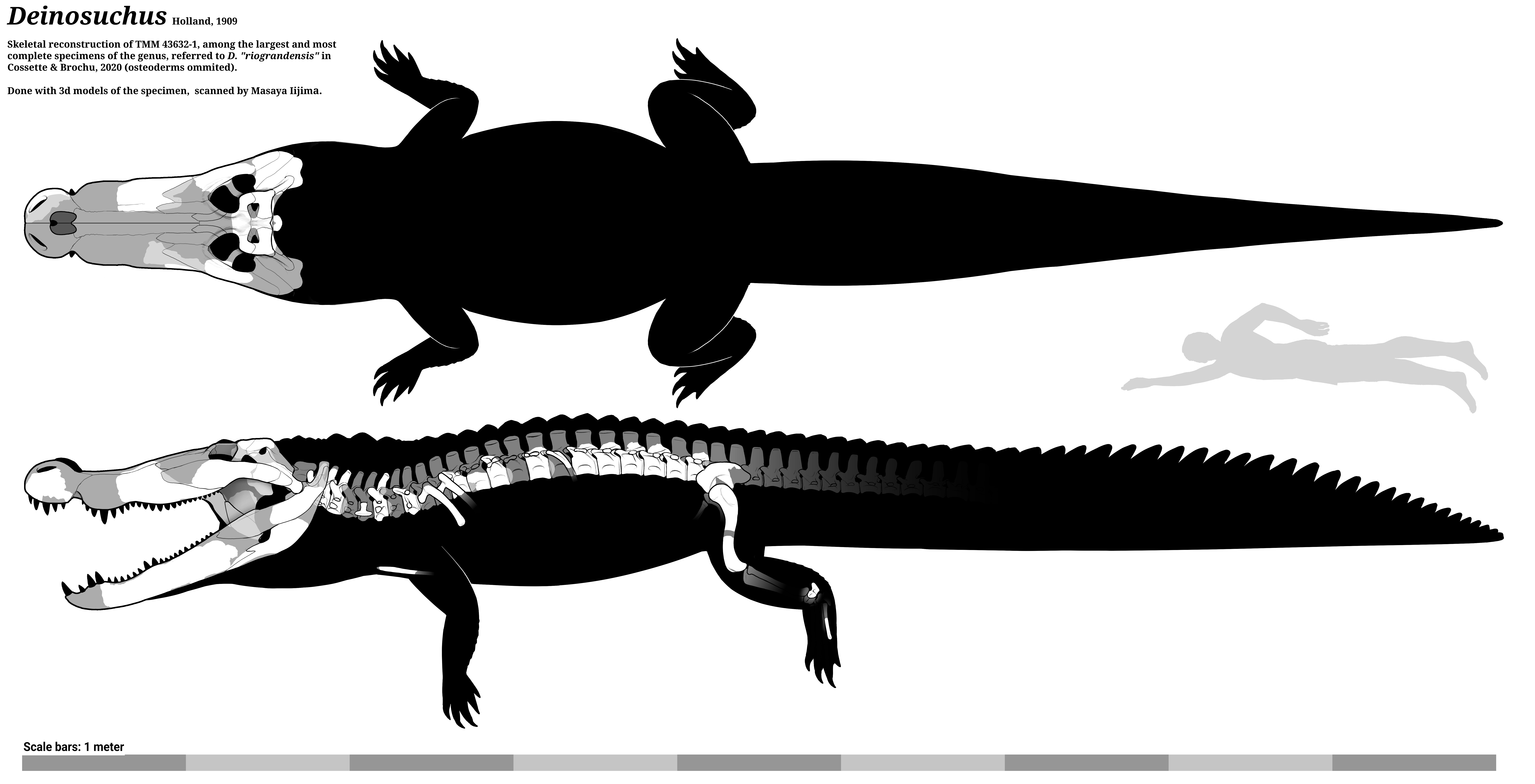 Skeletal reconstruction and size comparison of a Deinosuchus specimen alongside a human figure