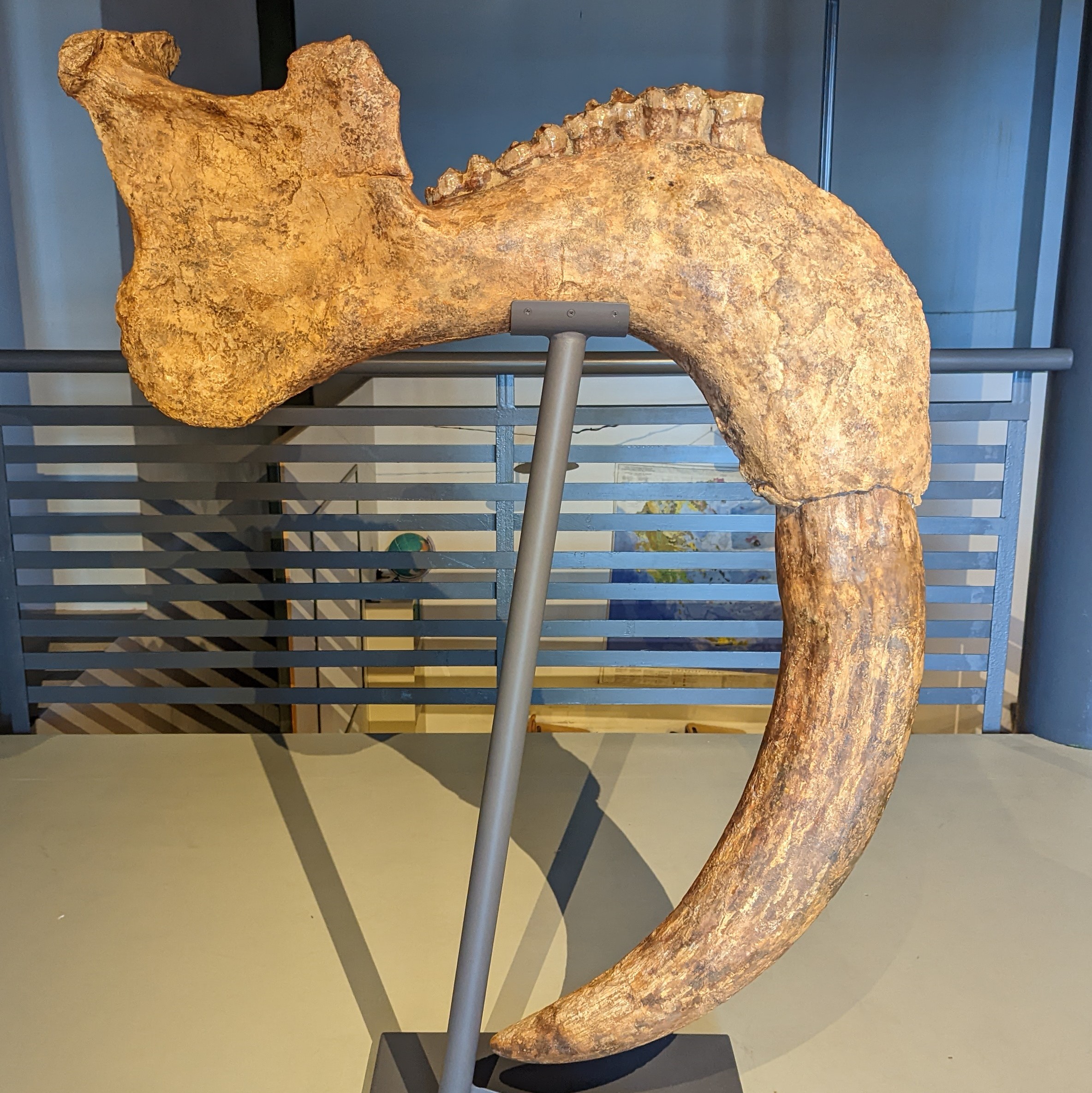Fossil lower jaw of Deinotherium proavum from Crete with the downward curving tusk still attached
