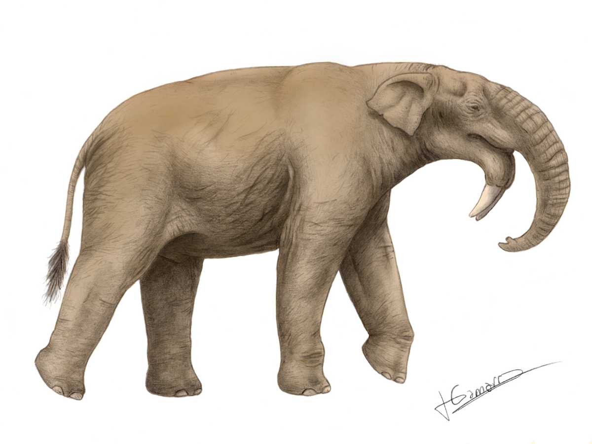 Life restoration of Deinotherium bozasi walking, with downward curving lower tusks and a short trunk