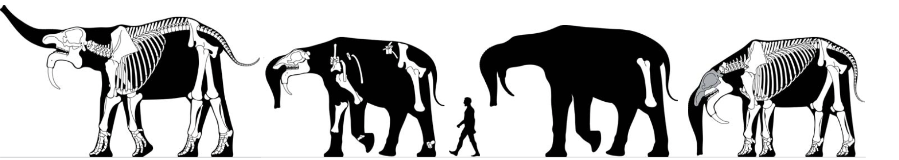 Size comparison of four deinothere skeletons beside a walking human figure for scale
