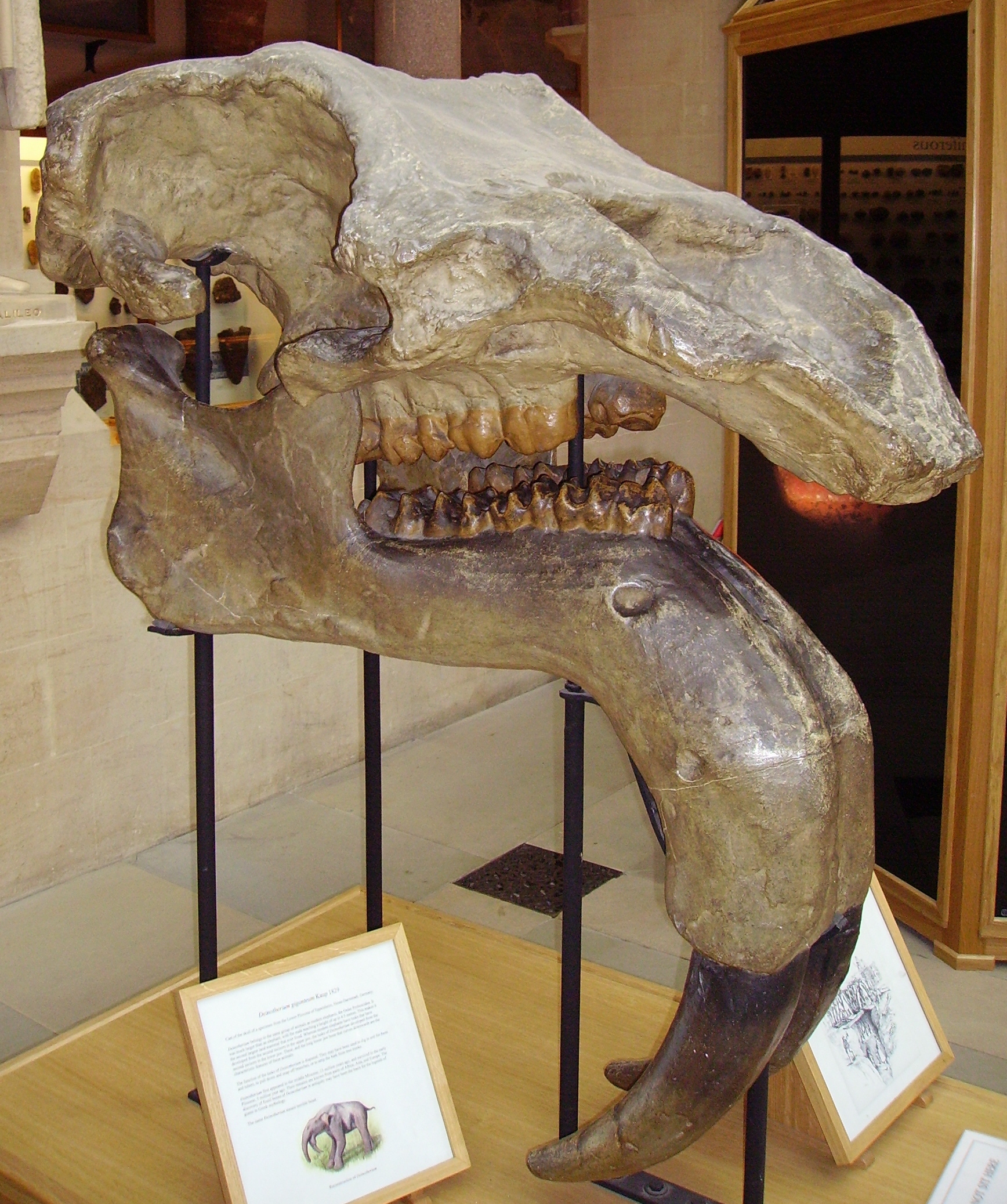 Fossil skull of Deinotherium giganteum showing the heavy lower jaw and downward curving tusk