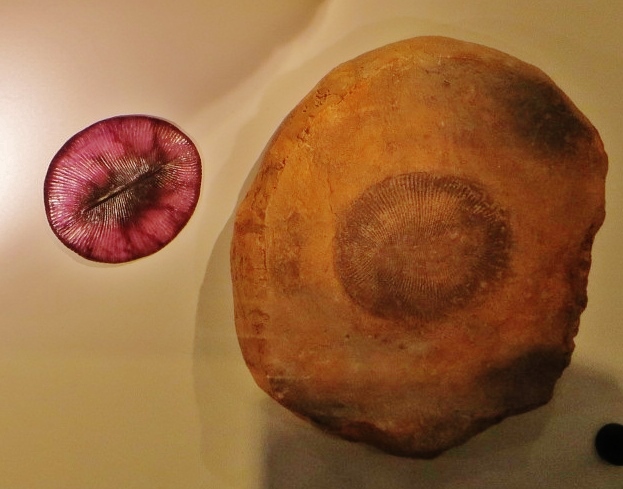 Dickinsonia, Ediacaran organism fossil