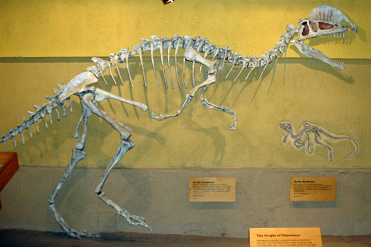Mounted Dilophosaurus skeleton display showing the elongated skull and bony cranial crests