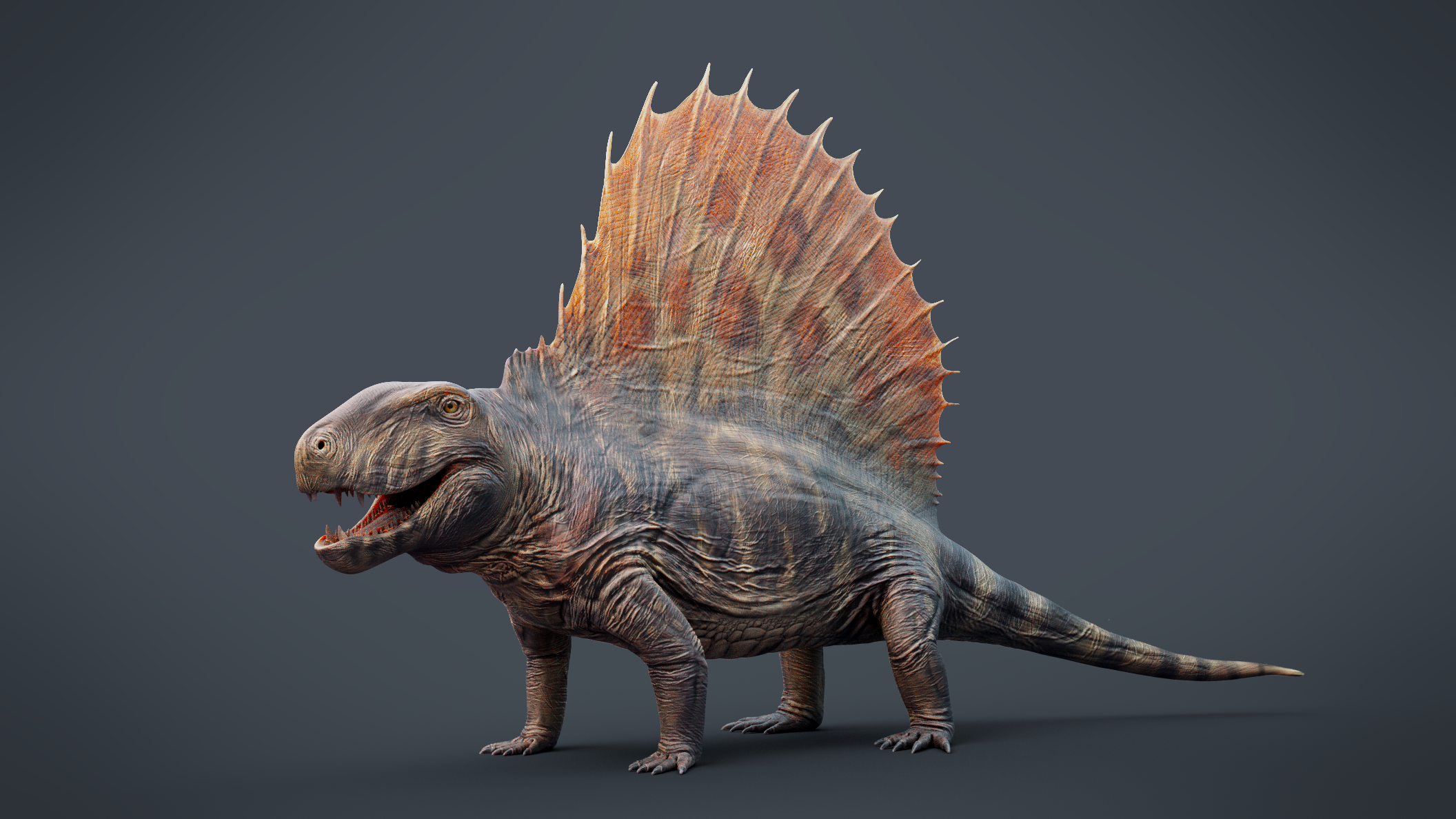 Dimetrodon with sail reconstruction